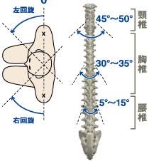 胸椎可動性の重要性 Dr トレーニング 自由が丘 奥沢で 世界トップレベル のパーソナルトレーニング